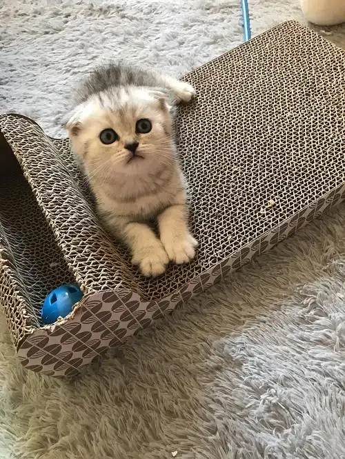 英短银渐层折耳猫