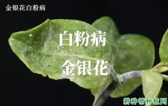 金银花常见病虫害 - 抖音