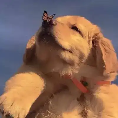 风景动物头像唯美风景舒适头像大全