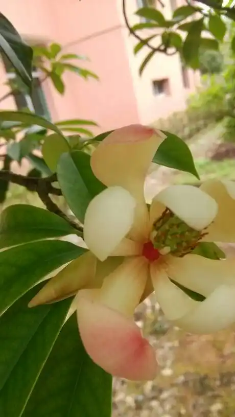 乐昌含笑花期(乐昌含笑花期几月)