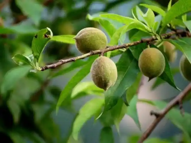 带你重新认识野生毛桃!了解野生毛桃的功效和作用!