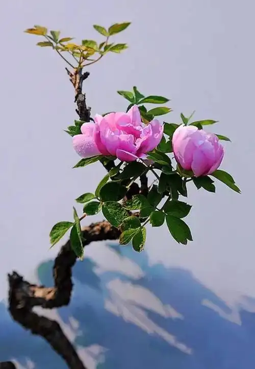 牡丹 摄影 晨曦156