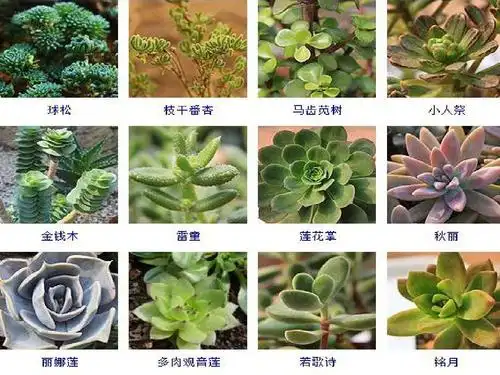 255种多肉植物图片及名称ppt