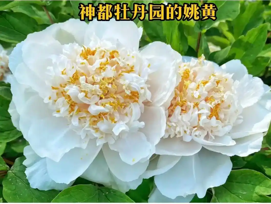 神都牡丹园的四大名品之首——姚黄.