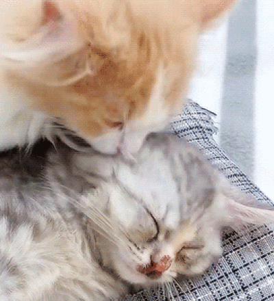 小动物猫猫狗狗治愈系可爱动图gif