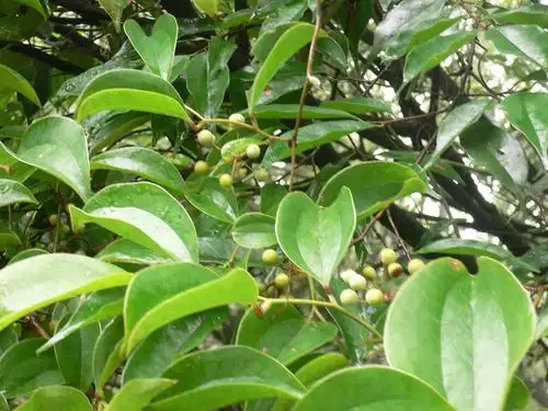 菝葜图片 菝葜野菜图片