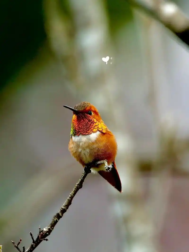 世界上最小的鸟——蜂鸟!