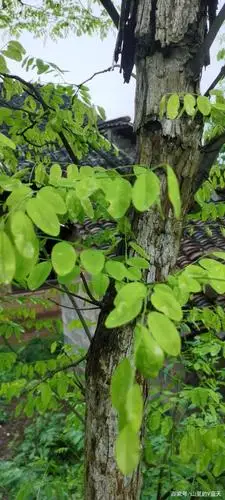 农村这种树,原来是黄檀木,据说论斤卖