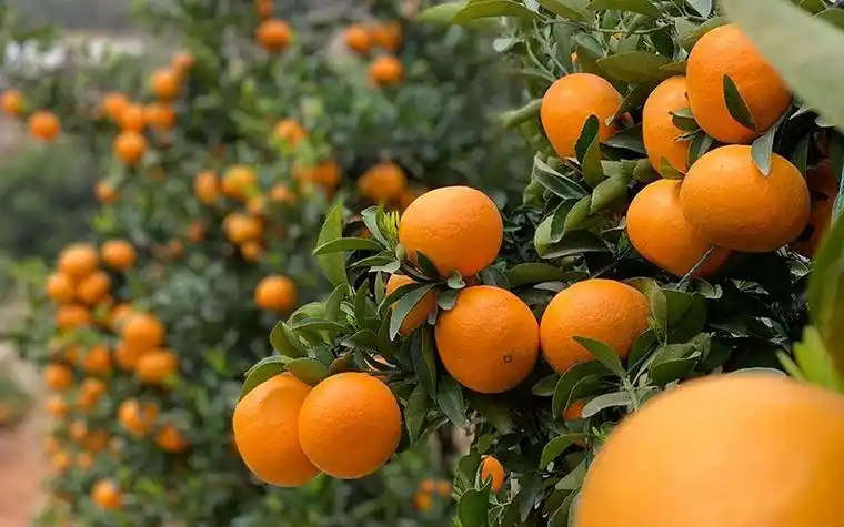 圆润饱满的沃柑.耿钰摄
