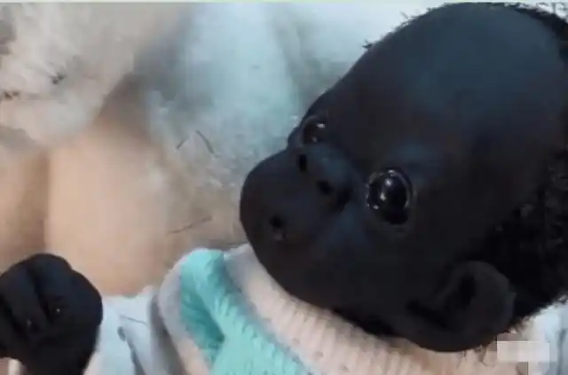 事到如今,估计大家都会很奇怪,这个孩子长大后是什么样呢?