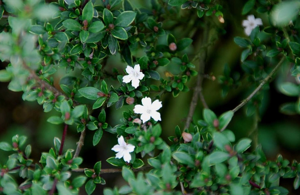 六月雪花语(六月雪花语类型)