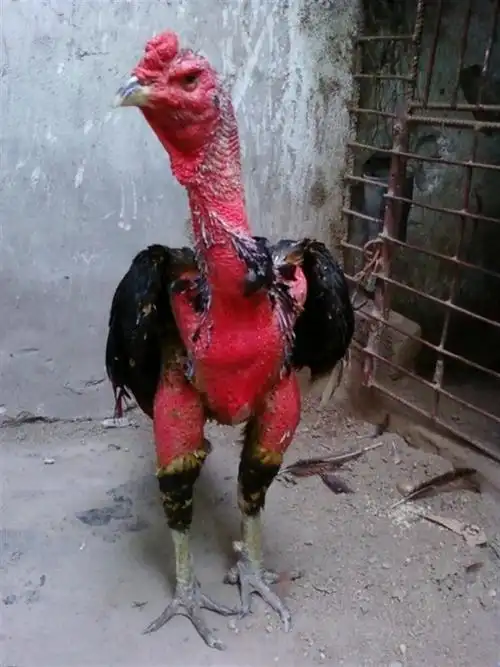 供应天下斗鸡论坛