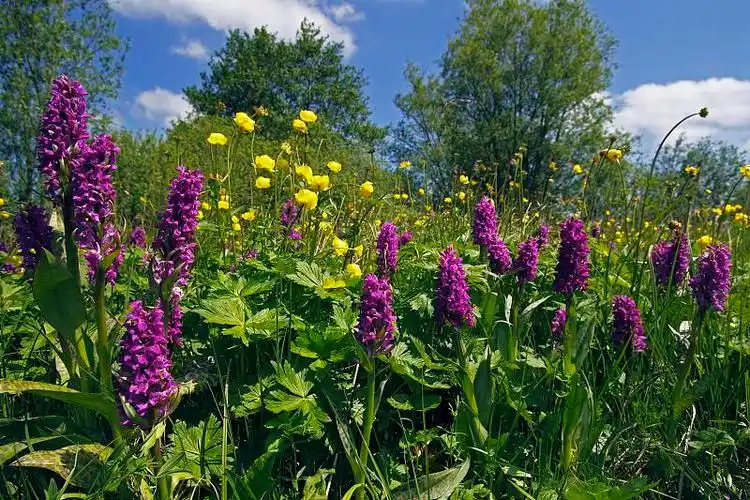 湿地兰科植物,阔叶兰花(dactylorhiza majalis)和球花兰花(trollius