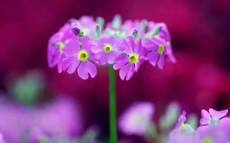 报春花美丽大自然风景桌面壁纸