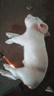 181_321gif 动态图 动图