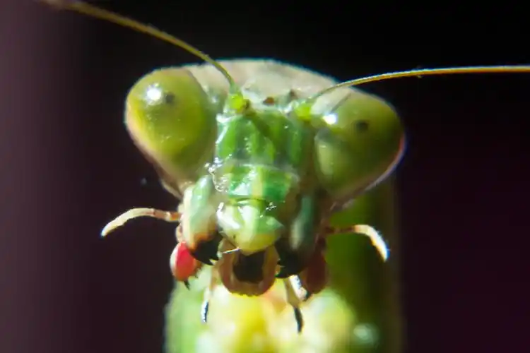 螳螂,昆虫界战斗力爆表的刀客,却终难敌人性的贪婪_手机搜狐网
