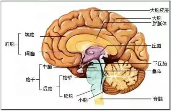 脑的解剖结构图