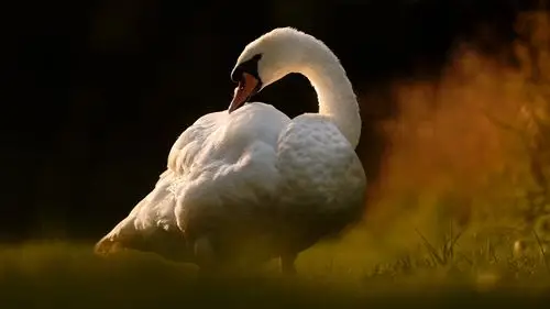 天鹅回头看 iphone 壁纸