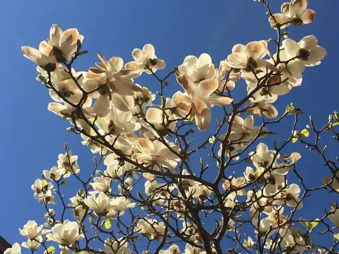 春天来了,京城花盛开
