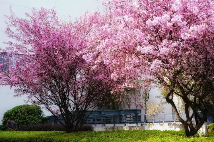 春天百花盛开…摄于2019.4原创