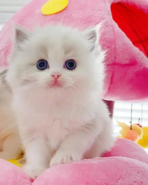 布偶猫萌呆了的蓝山双奶猫出窝纪念