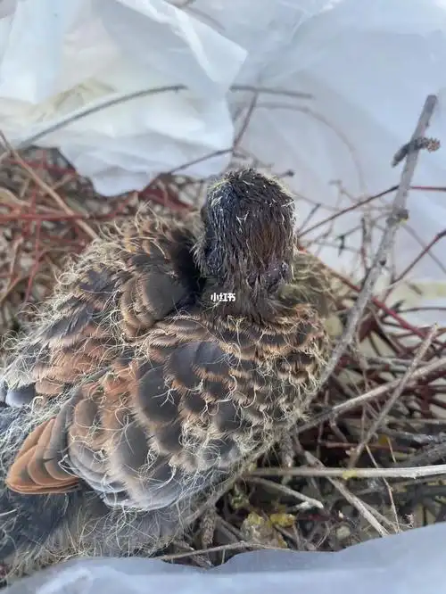 原来你是虎纹斑鸠啊