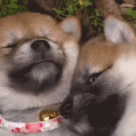 表情| 沙雕表情包(2020.11.09)