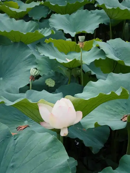 壁纸 花 桌面 690_920 竖版 竖屏 手机