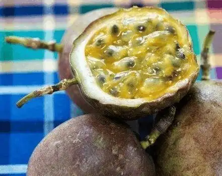 世界上最恶心的难看的水果最后一个直接让我跑厕所去了