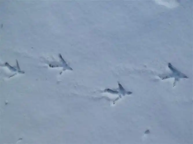 "鸡描竹叶三中颂"释义,借机先拜年