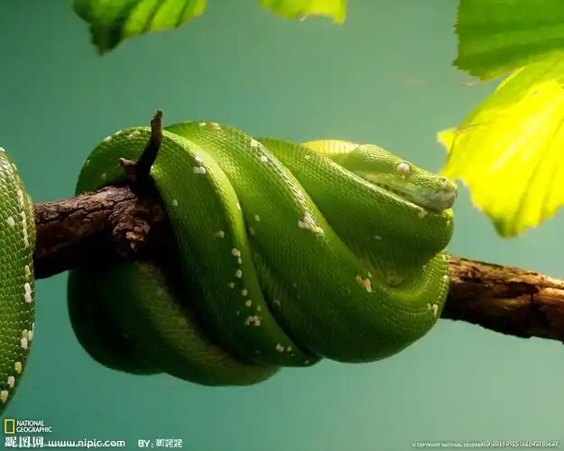 p>真蛇下目是 a target="_blank" href="/ite