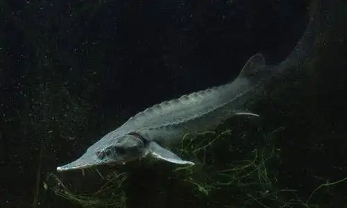 每天认识一种鱼(36)| 西伯利亚鲟:世界上个体最大的鲟鱼!