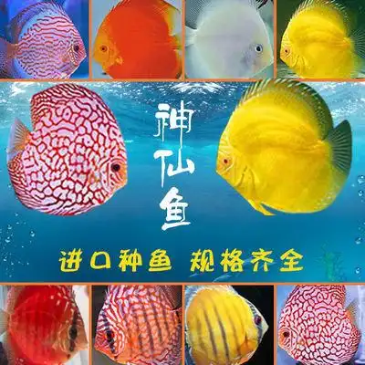 神仙鱼七彩神仙鱼燕鱼活体热带鱼秘鲁神仙中型观赏鱼活体免邮套餐