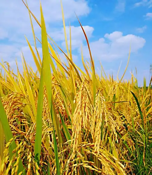 凤阳板桥镇看稻谷金黄的色彩,在蓝天白云的衬托下,仍不住拿起手机