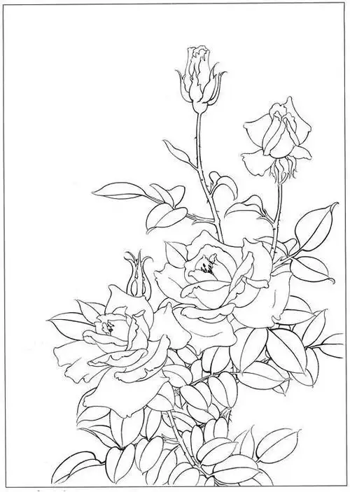 书画联盟丨月季花工笔画技法, 含白描稿示例|勾线|花青|叶子_网易订阅
