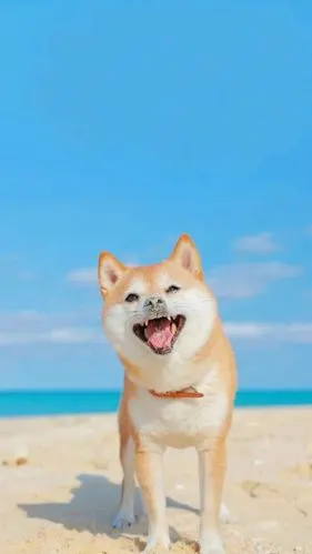 14 推荐:壁纸可爱狗狗可可爱爱古灵精怪