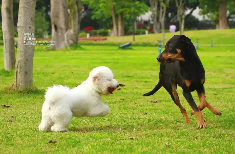 标题:一对小情侣