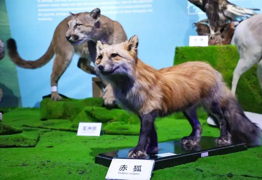 等你来130余件濒危动物标本集中亮相贵州省地质博物馆