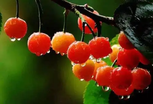 又到樱桃成熟时 ,西乡樱桃红满园