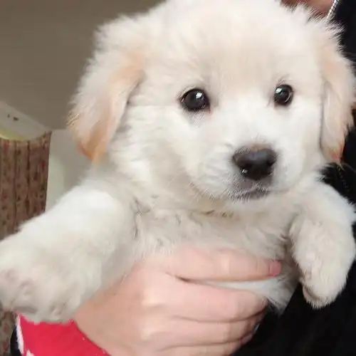 浙江金华给小土狗找个家更新近况