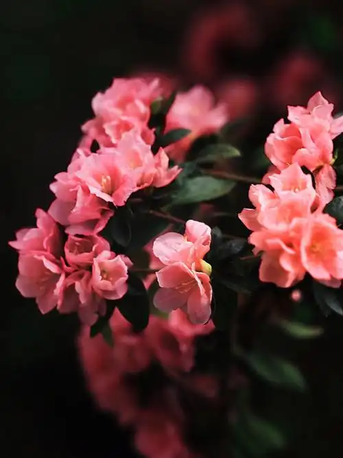 杜鹃#花#春天#花束#粉色#摄影#拍照