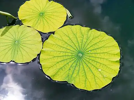 大荷叶图片_大荷叶图片大全_大荷叶图片下载