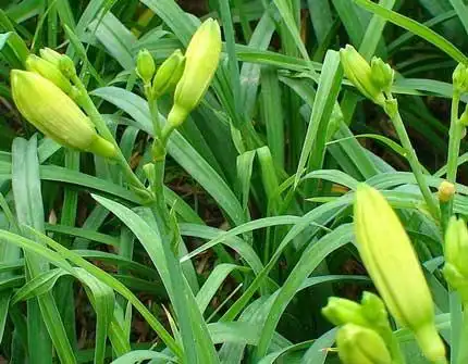 紫萱草,图片源于网络紫萱草,图片源于网络「萱草