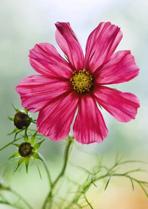 格桑花图片 - 第9张