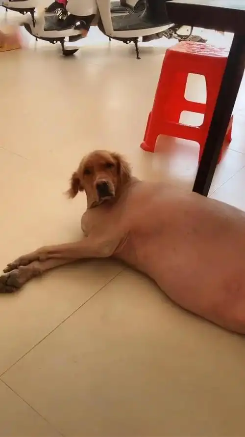 金毛剃光毛躺在地上,网友看到照片后提出质疑:你确定这不是头猪