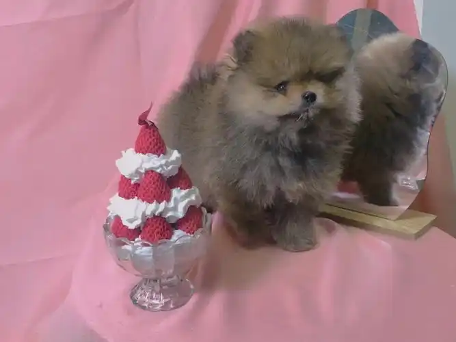 超极品双血博美