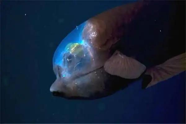 漆黑深海里的怪物桶眼鱼眼睛竟然是鼻孔很是独特