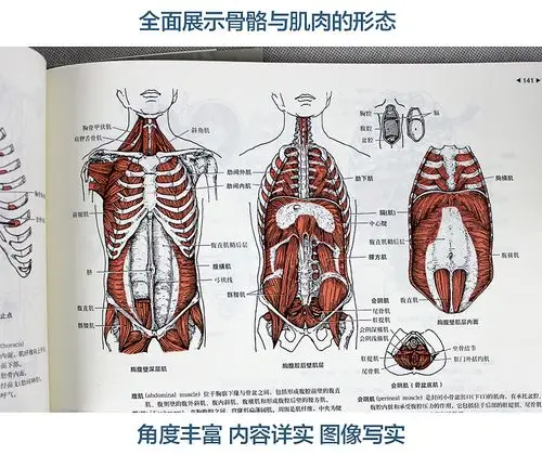 运动解剖学图谱第3版人体解剖学教程肌肉塑造体育理论与教学正版书籍