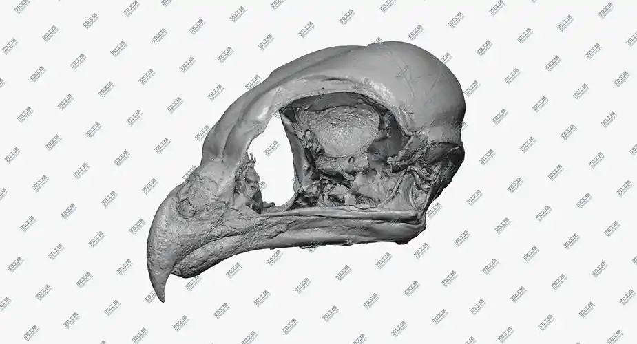 鸟头骨3d扫描skull
