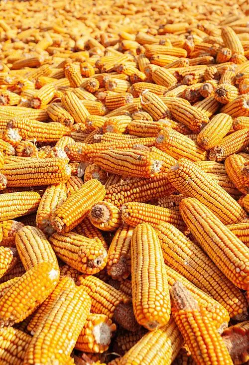 丰收玉米图片下载